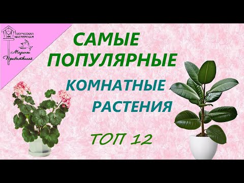 Видео: Самые популярные  домашние растения