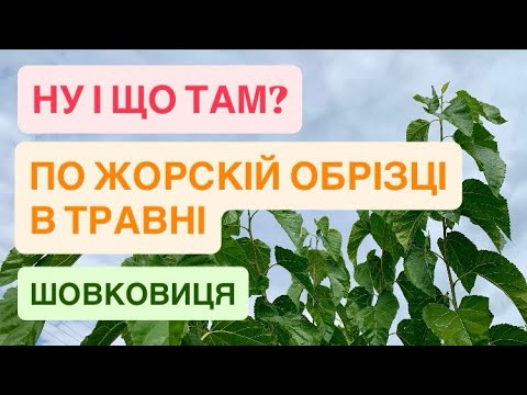 Видео: ОБРІЗКА В ТРАВНІ. Результат. ШОВКОВИЦЯ