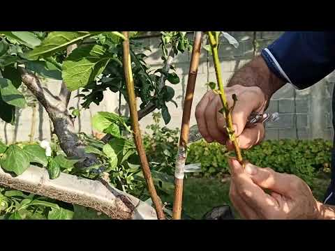 Видео: № 633   Сливи. Лятно присаждане на пъпки по способите "Под кора" и на "Чип бъдинг" - 26.07.2023 г.