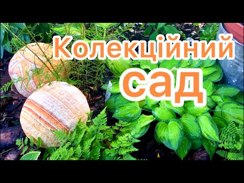 Видео: КОЛЕКЦІЙНИЙ САД. Поки ще з невеличким стажем. 🧡🌿