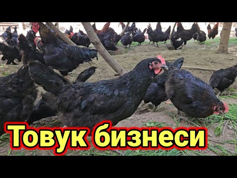 Видео: Кора товук бизнеси 10минг $ пул топиш ёллари
