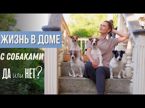 Видео: ЧТО С МОИМИ СОБАКАМИ??! | Жизнь в Доме с СОБАКОЙ - ЗА и ПРОТИВ | В Квартире Было Лучше?