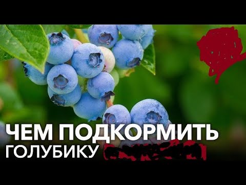 Видео: Голубика  Удобрение  Сера  Фунгицид #дачасадогород