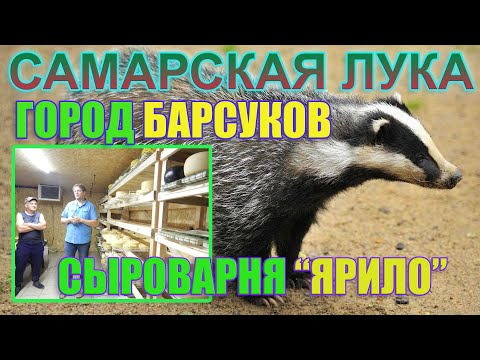Видео: 🦡 Город барсуков | Сыроварня ЯРИЛО | САМАРСКАЯ ЛУКА