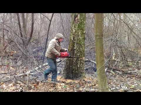 Видео: За дровами в лес. Спиливаем дерево.