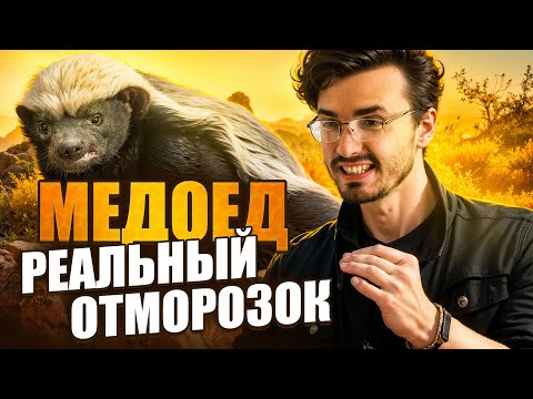Видео: МЕДОЕД: Самое агрессивное в мире животное. Его боялись даже кавказцы....