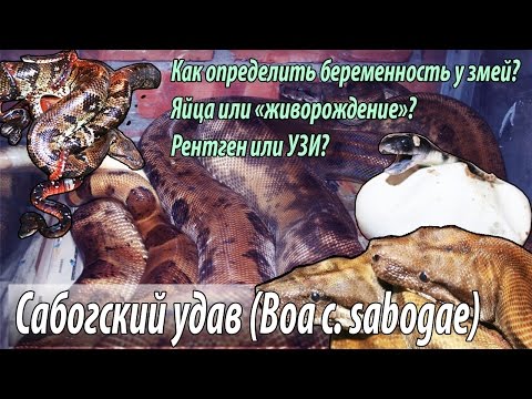 Видео: Беременность у змей и первое в стране разведение сабогского удава