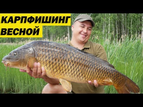 Видео: БЮДЖЕТНЫЙ КАРПФИШИНГ ВЕСНОЙ. ЛОВЛЯ КАРПА НА ЗЕРНОВЫЕ. Рыбалка на Чернице.