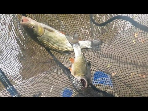 Видео: Река Искър при Лакатник.Кефали безкрай!