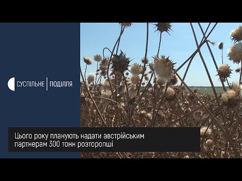 Видео: Лікарську розторопшу вирощують на Хмельниччині, в Красилівському районі