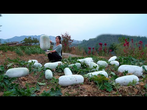 Видео: ВАУ! Самая большая зимняя дыня! Она покрыта снегом!