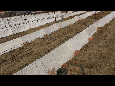 Видео: Когда открывать виноград?  Сезон 2025