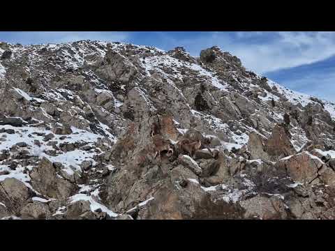 Видео: Таджикистан 🇹🇯.#treking #таджикистан #tajikistan #nature #followtajikistan #природа #djiair3 #ibex