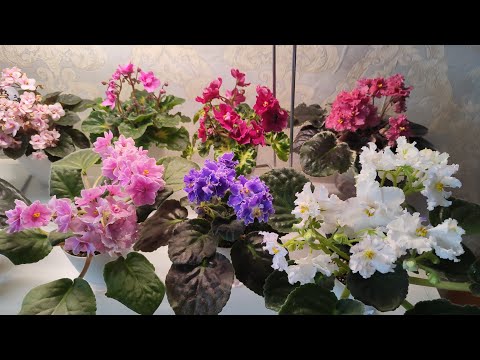 Видео: Цветут 30 сортов. Обзор фиалок