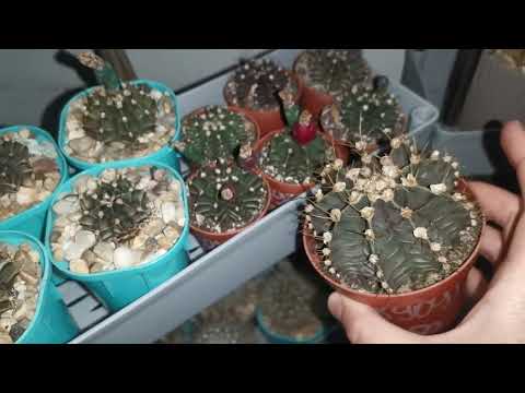 Видео: Зимовка кактусов, альтернатива. #cactus #кактус