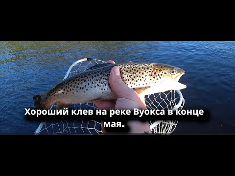 Видео: Хороший клев на реке Вуокса в конце мая. Ловля лососевых на блесну и воблеры.