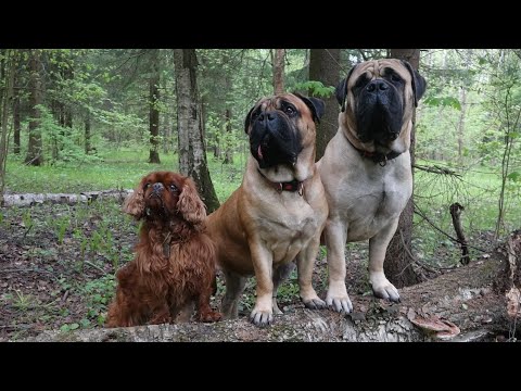 Видео: Догтренинг 754. Лесной урок со стаей: "Черничная тропа"