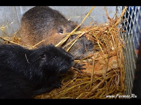 Видео: Нутриевод В Лозовой Пермская ярмарка