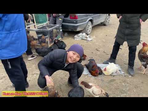 Видео: Тоок базар 19-Январь КЫМБАТ БОЛТАТ БАЗАР