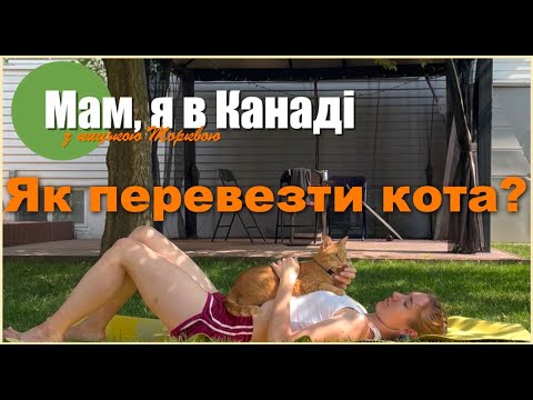 Видео: Як перевезти кота закордон? Як літати з котом? Документи, харчування, ліки для кота