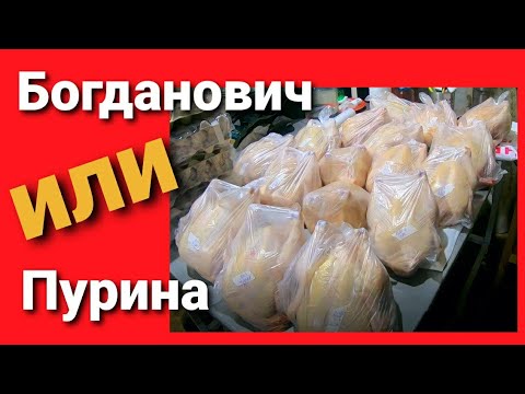 Видео: Сравнение кормов Богданович и Пурина. Падеж бройлера