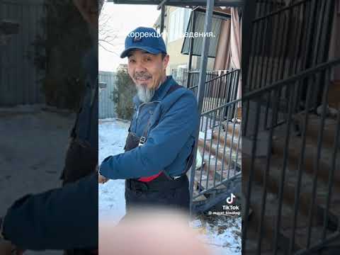 Видео: ағамызға көп рахмет осылай біз сияқты ит ұстайтын дарға көп көмек.