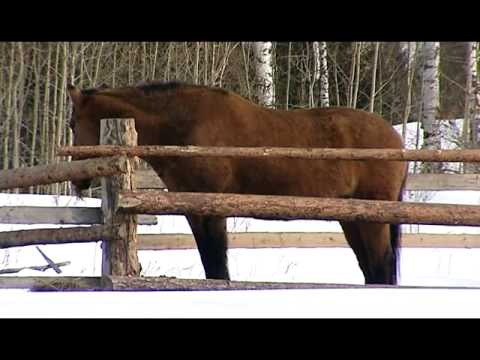 Видео: "Край без окраин". Сибирские староверы (19.03.15)