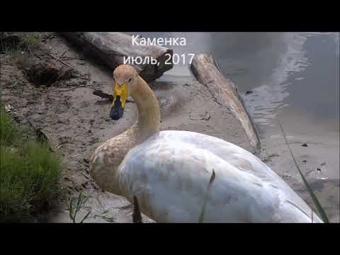 Видео: Рыжая шейка