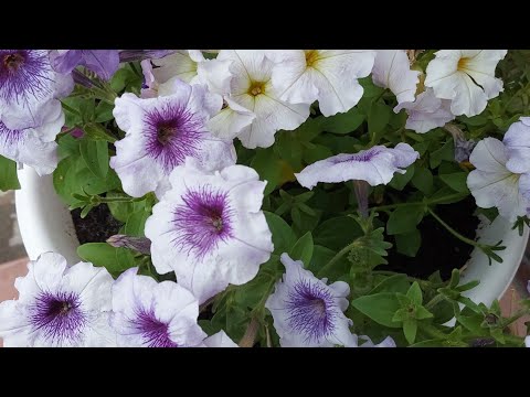 Видео: 1. Как я заболела. События с 2013г. по 2016г.