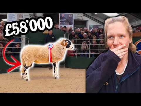 Видео: Сегодня потрачена ОГРОМНАЯ сумма денег!... Распродажа RAM в Суэйлдейле @hawesauction