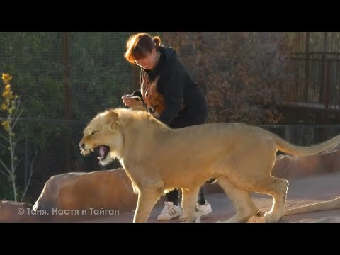 Видео: Рыжик НАПАЛ на Татьяну! ОБИЖЕННЫЙ ЛЕВ - коварный и опасный! Был поставлен на место Олегом Зубковым!