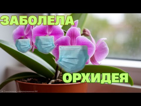 Видео: ЗАБОЛЕЛА ОРХИДЕЯ. СПОСОБ ЛЕЧЕНИЯ