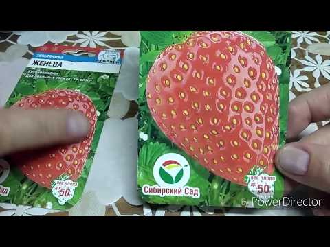Видео: ЗЕМЛЯНИКА КРУПНОПЛОДНАЯ! СЕЮ ТОЛЬКО ТАК!!! 100% РЕЗУЛЬТАТ! ПРОВЕРЕНО!