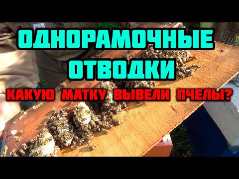 Видео: Пасека с 1 рамки. Смотрим матку в проблемном отводке. День 47