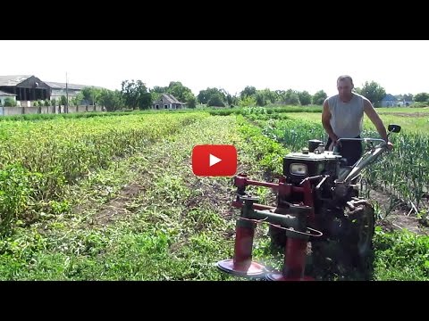 Видео: Скашиваем ботву картофеля после болезни
