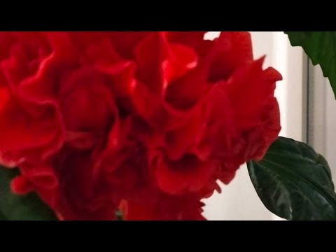 Видео: Сходила на тренировку/ зацвёл/ ПП пицца/ примеряю/ вдохновилась #asmr 