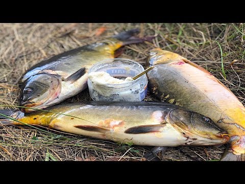 Видео: КАК КАРП КЛЮЕТ НА МАНКУ! Способ ловли наших прадедов