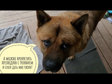 Видео: Почему Пёс Кубик иногда не хочет идти гулять? Нептица-куница тырит рябину с макушки дерева