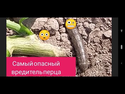 Видео: Озимая совка. Опасный вредитель перца и не только.