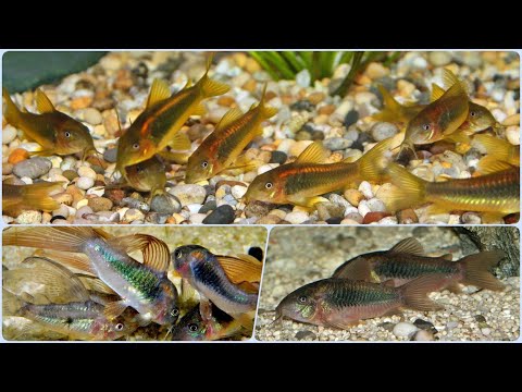 Видео: Сомик Коридорас Золотистый. Очередной санитар аквариума? Содержание и разведение сома Коридораса