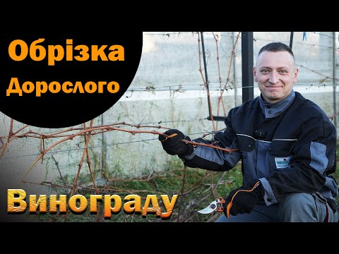 Видео: Обрізка дорослого винограду осінь 2025. Формування столового винограду на 6-ий рік росту без прикрас