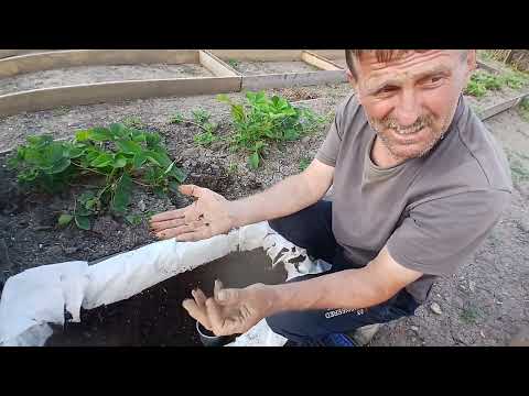 Видео: Начинаем делать рассаду клубники ❤️
