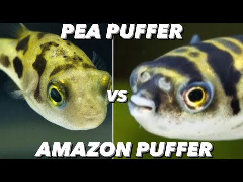 Видео: Амазонский иглобрюх против горохового иглобрюха: какую маленькую пресноводную рыбу-собаку выбрать...