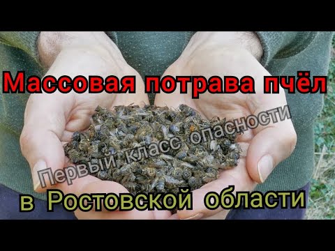 Видео: МАССОВАЯ ГИБЕЛЬ ПЧЁЛ в Октябрьском районе Р.О.