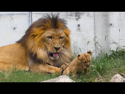 Видео: Нежное прикосновение льва-отца: доброта, рожденная борьбой ❤️