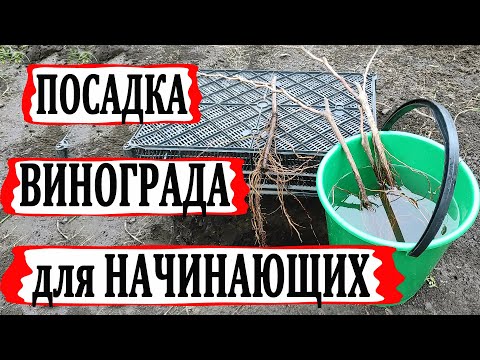 Видео: 🍇 После такой посадки саженца винограда, кусты плодоносят сто лет! Как выбрать глубину посадки?