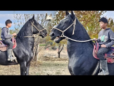 Видео: Красавчик Кара Кашка Дыйканда Пай Пай Паай✊️