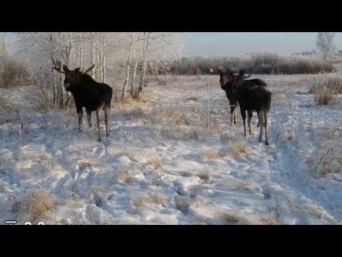 Видео: Много лосей, кабаны и косули. #природа #зима #animals ##nature #hunting #wildlife