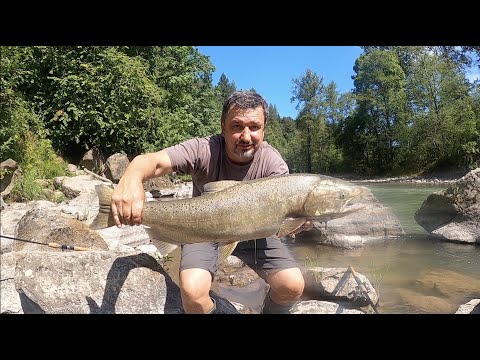 Видео: И СНОВА РЫБАЛКА НА ЛОСОСЬ ЧАВЫЧА. СЕВЕРО-ЗАПАД США.