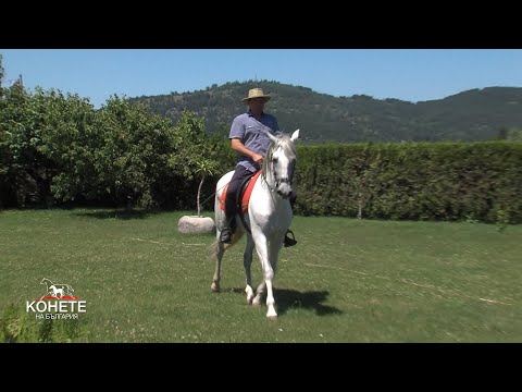 Видео: Андалусийските коне конна база „Сивек“ - PRE-Pura Raza Española